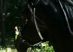 Paso Fino (Paso Fino, Stallion) in Spring Grove, PA
