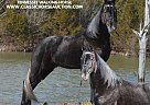 Tennessee Walking - Horse for Sale in Hustonville, KY 40437 Tennessee Walking - Horse for Sale in Hustonville, KY 40437