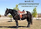 Missouri Fox Trotter - Horse for Sale in Houston, MO 65483 Missouri Fox Trotter - Horse for Sale in Houston, MO 65483