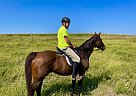 Thoroughbred - Horse for Sale in Glenvil, NE 68941 Thoroughbred - Horse for Sale in Glenvil, NE 68941