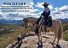 Tennessee Walking - Horse for Sale in Winterset, IA 50273 Tennessee Walking - Horse for Sale in Winterset, IA 50273