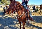 Coco - Mare in Llano, CA Coco - Mare in Llano, CA