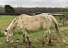 Lizzie - Mare in Greenville, GA Lizzie - Mare in Greenville, GA