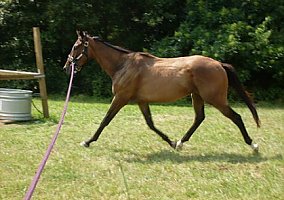 Thoroughbred (Thoroughbred, Stallion) in Blaine, TN