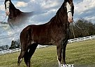 Tennessee Walking - Horse for Sale in , TN 37091