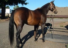 Appaloosa (Appaloosa, Gelding) in New York, NY
