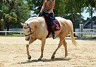 Dubai Gold Quarter Horse Stallion