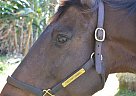 Beautiful Jumper Mare For Sale Thoroughbred Mare