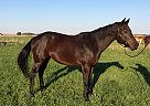 All Star Nutmeg - Mare in Leslie, MO All Star Nutmeg - Mare in Leslie, MO