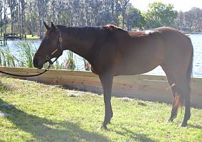 Thoroughbred (Thoroughbred, Mare) in Lutz, FL