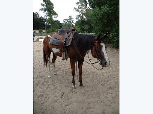 Beautiful Paint Mare With Great Papers!!!