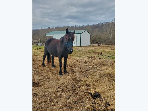 Blind Mare