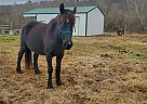 Other - Horse for Sale in Rogers, AR 72756