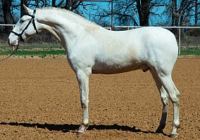 Andalusian / PRE (Andalusian / PRE, Stallion) in Cleburne, TX