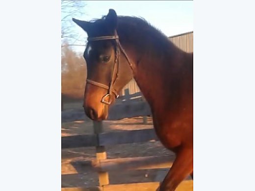 Cute Bay Arabian Gelding