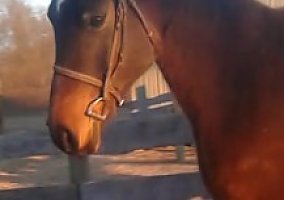 Arabian (Arabian, Gelding) in Copper Hill, VA
