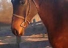 Arabian - Horse for Sale in Copper Hill, VA 24079