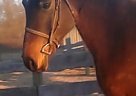 Arabian - Horse for Sale in Copper Hill, VA 24079 Arabian - Horse for Sale in Copper Hill, VA 24079