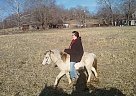 Pony - Horse for Sale in , MO Pony - Horse for Sale in , MO
