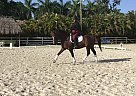 Slainte - Gelding in Southwest Ranches, FL Slainte - Gelding in Southwest Ranches, FL