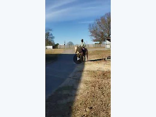 Horse for Sale