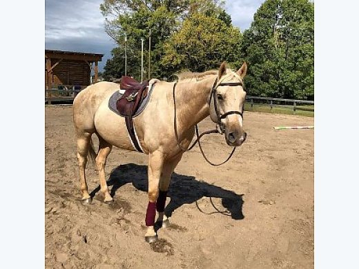 Hunter for Half Lease