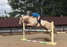 Quarter Horse (Quarter Horse, Gelding) in Alpharetta, GA