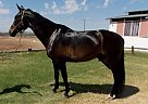 Image (Zues) Dutch Warmblood Gelding