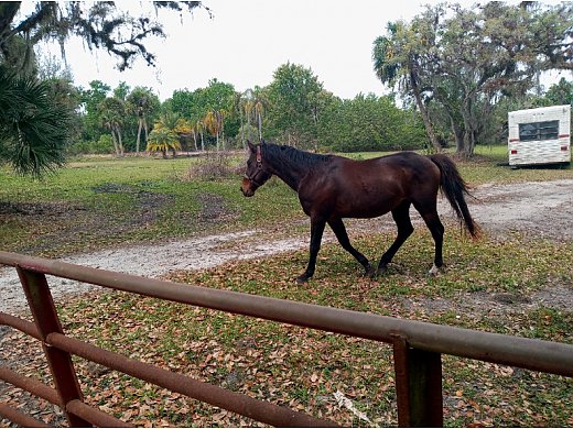 Male Horse NOT Broke