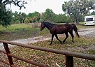 Other - Horse for Sale in Palmdale, FL 33944