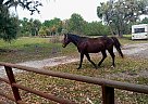 Other - Horse for Sale in Palmdale, FL 33944 Other - Horse for Sale in Palmdale, FL 33944