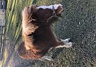 Miniature - Horse for Sale in Hastings, FL 32145 Miniature - Horse for Sale in Hastings, FL 32145