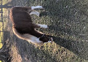 Miniature Horse (Miniature Horse, Stallion) in Hastings, FL