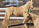 Missouri Fox Trotter - Horse for Sale in Tionesta, PA 16353 Missouri Fox Trotter - Horse for Sale in Tionesta, PA 16353