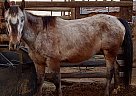 Appaloosa - Horse for Sale in Toppenish, WA 98948