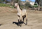 Andalusian - Horse for Sale in Canyon Country, CA 91387