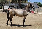 Andalusian - Horse for Sale in Canyon Country, CA 91387