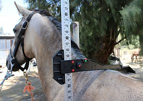 Andalusian / PRE (Andalusian / PRE, Stallion) in Canyon Country, CA