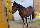 Oldenburg - Horse for Sale in Spruce Grove, AB T7X 3R9 Oldenburg - Horse for Sale in Spruce Grove, AB T7X 3R9