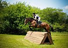Veteran Show Jumper for Sale Thoroughbred Gelding