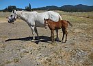Reg. Appy Mare Appaloosa Mare