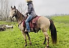Kentucky Mountain - Horse for Sale in Stockton, CA 95207