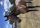 Appaloosa - Horse for Sale in Hastings, FL 32145
