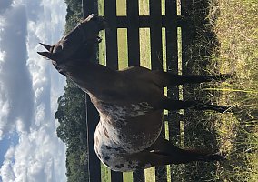 Appaloosa (Appaloosa, Mare) in Hastings, FL