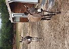 Donkey - Horse for Sale in Saint Jo, TX 76265