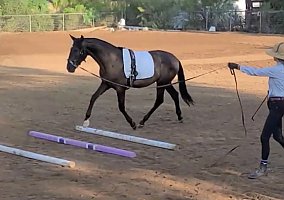 Andalusian / PRE (Andalusian / PRE, Stallion) in Wellington, FL