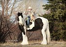 Gypsy Vanner - Horse for Sale in Cody, WY 82414