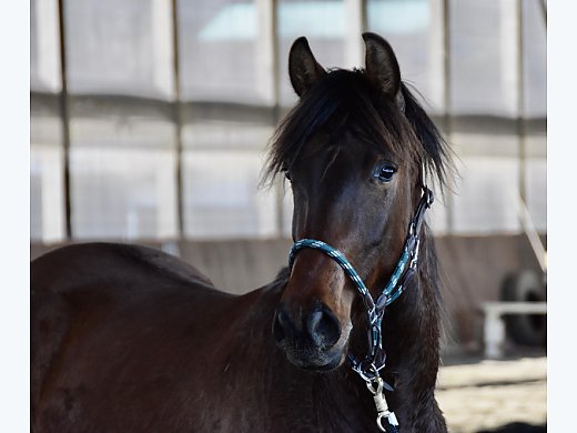 Flashy Spanishwb X Gelding