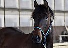 Andalusian - Horse for Sale in Vancouver BC, BC V6A 2E5 Andalusian - Horse for Sale in Vancouver BC, BC V6A 2E5