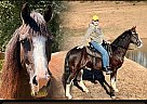 Tennessee Walking - Horse for Sale in , VA 22980
